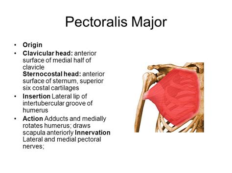 pectoralis major lappen|Pectoralis major: Origin, insertion, innervation,function。